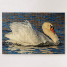 Hermoso cisne y agua azul