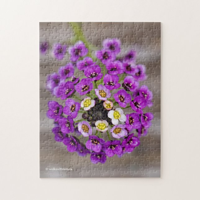 Puzzle Hermoso dulce púrpura alyssum (Vertical)