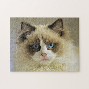 Puzzle Hermoso gato de Ragdoll con ojos azules