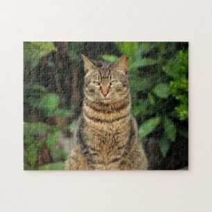 Puzzle Hermoso gato de Tabby