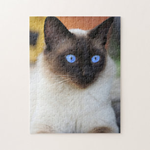 Puzzle Hermoso gato siamés gatito
