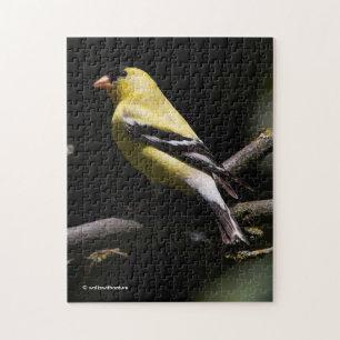 Puzzle Hermoso Goldfinch americano