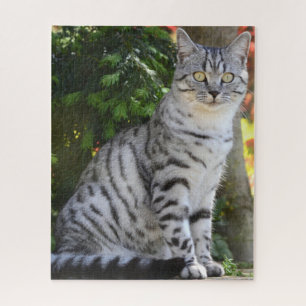 Puzzle Hermoso Gris Tabby Cat