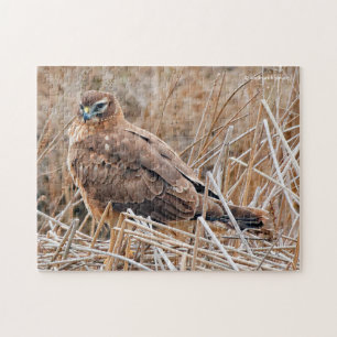 Puzzle Hermoso Halcón Harrier en las marismas