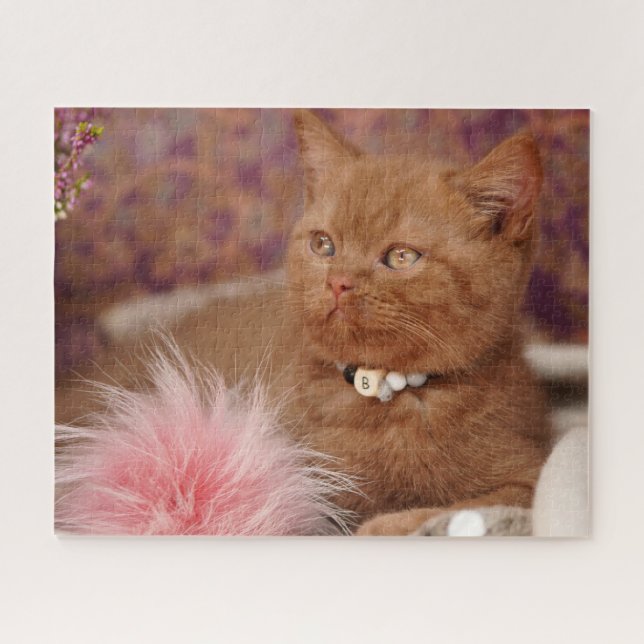 Puzzle Hermoso Kitten británico Shorthair (Horizontal)