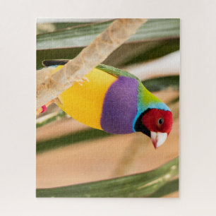 Puzzle Hermoso pájaro de cebra fina de color