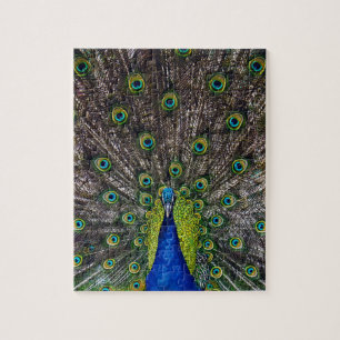 Puzzle Hermoso pájaro pavo real