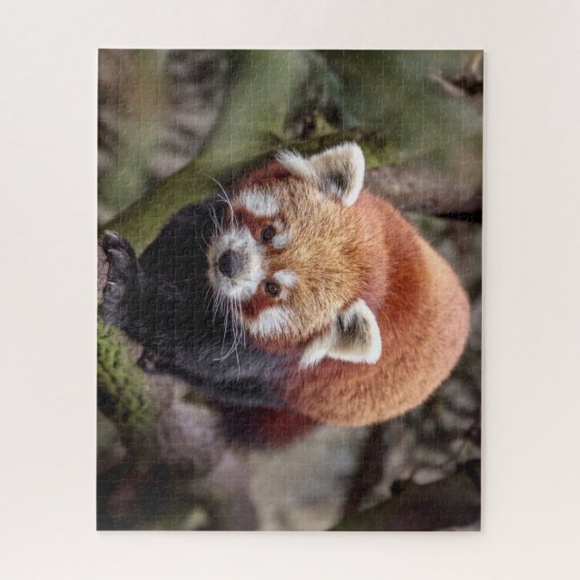 Puzzle Hermoso Panda Rojo en una Rama (Vertical)