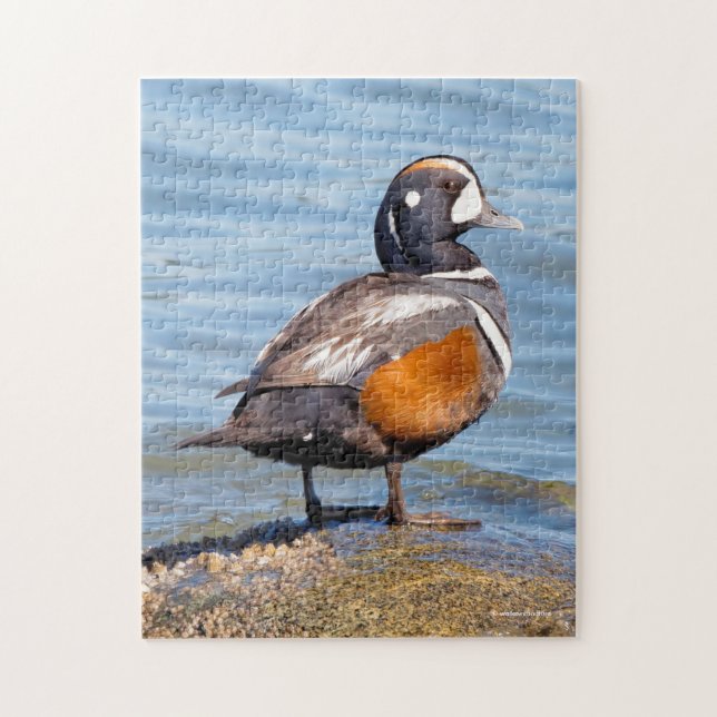 Puzzle Hermoso pato Harlequin en la roca (Vertical)