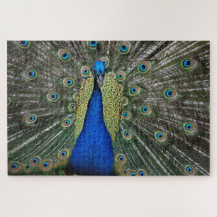 Puzzle Hermoso perfil de pavo real