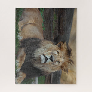Puzzle Hermoso renacimiento de leones del norte de África