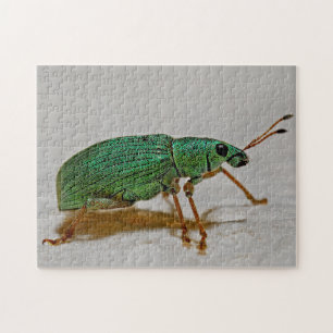 Puzzle Hermoso truco colorido de Weevil Macro Photo Puzzl