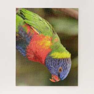 Puzzle Hermoso y colorido loro