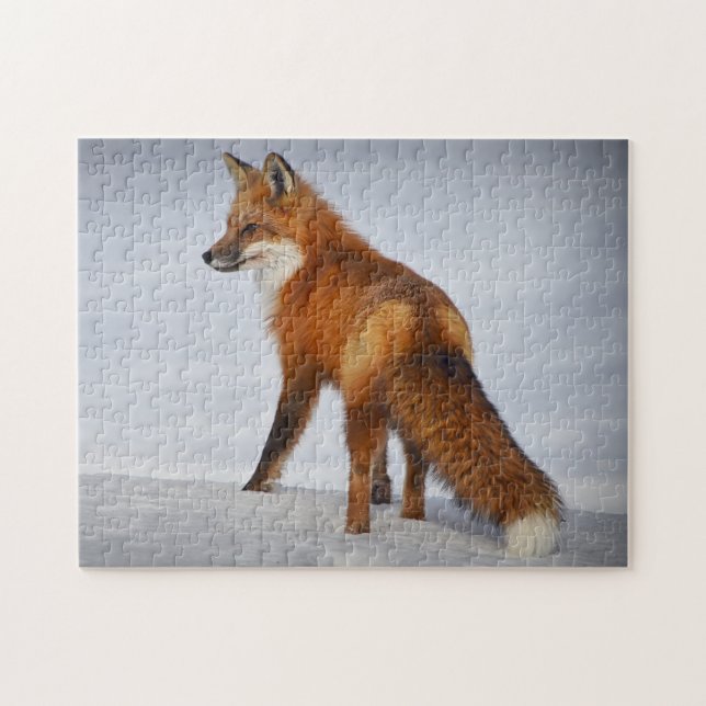 Puzzle Hermoso zorro rojo en nieve (Horizontal)