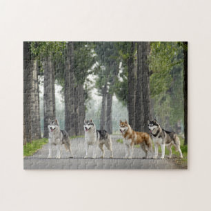 Puzzle Hermosos perros Husky en un sendero natural