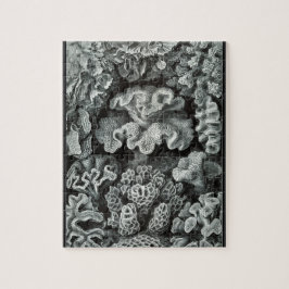 Puzzle Hexacoralla 69 - Ernst Haeckel 8x10