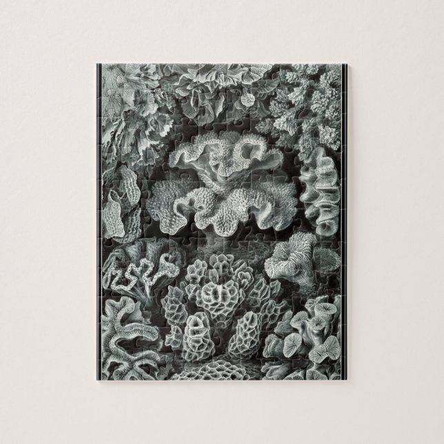 Puzzle Hexacoralla 69 - Ernst Haeckel 8x10 (Vertical)