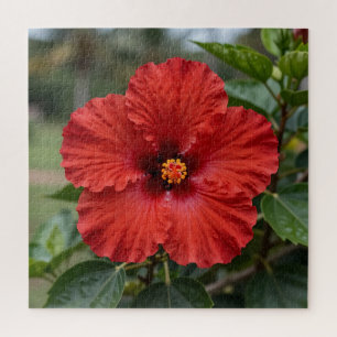 Puzzle Hibisco Tropical Rojo Vibrante Floración