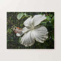 Hibiscus blanco | Naturaleza pacífica