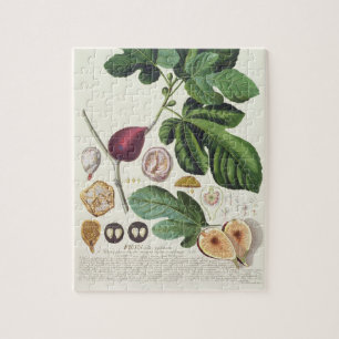 Puzzle Higo, grabado por 1704-67) placas de Juan Jacobo