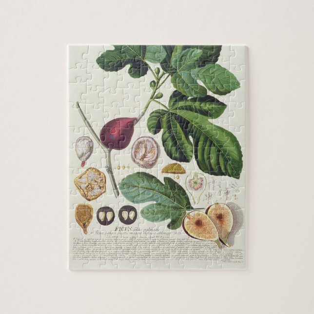 Puzzle Higo, grabado por 1704-67) placas de Juan Jacobo (Vertical)