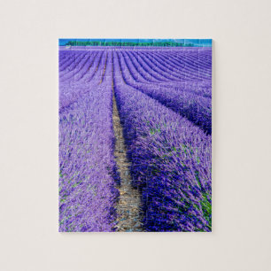 Puzzle Hileras de lavanda, Provenza, Francia