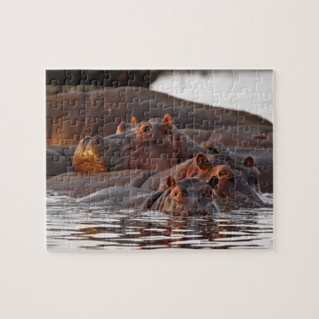 Puzzle Hipopótamo, Hippopotamus amphibius, Lago (Horizontal)