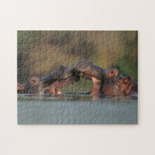 Puzzle Hipopótamos (Hippopotamus Amphibius) Luchando