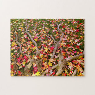 Puzzle Hojas de arce