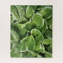Hojas de Hosta
