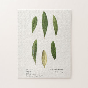 Puzzle Hojas de oliva (Olea Europaea) Pintado de acuarela