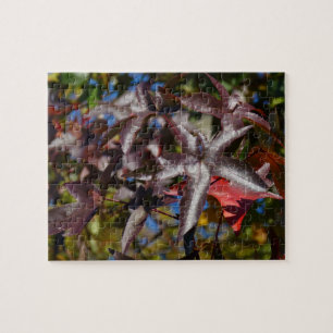 Puzzle Hojas de Sweetgum en Otoño