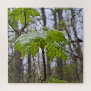 Puzzle Hojas del bosque después de la lluvia – Naturaleza