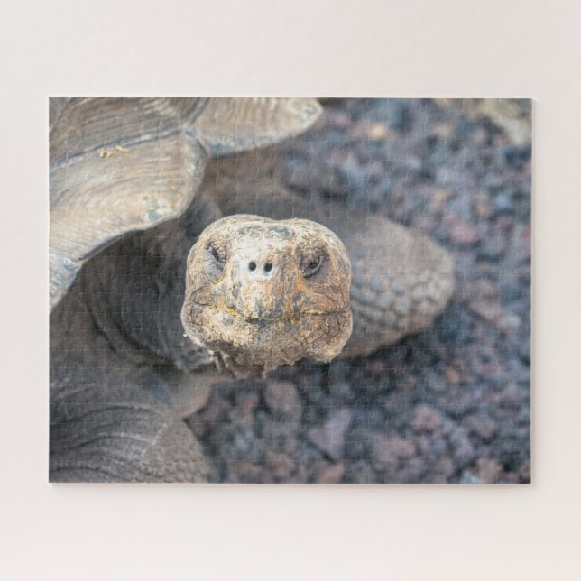 Puzzle Hola Tortoise Gigante (Horizontal)
