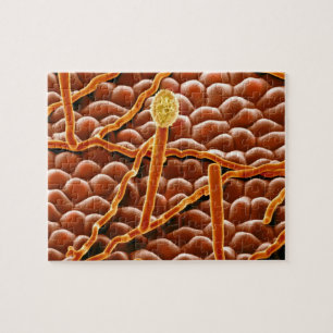 Puzzle Hongo del moho polvoriento en Poinsettia