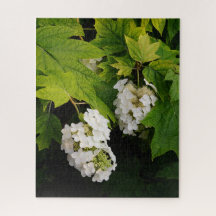 Hortensia de hoja de roble