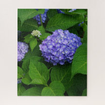 Hortensia Lavanda