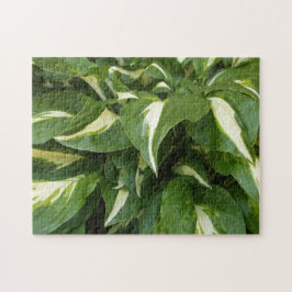 Puzzle Hosta Leaves