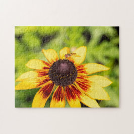 Puzzle Hoverfly on Rudbeckia