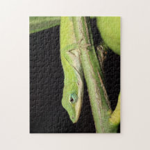 Huerto verde lindo Anole Lizard Naturaleza Vida si