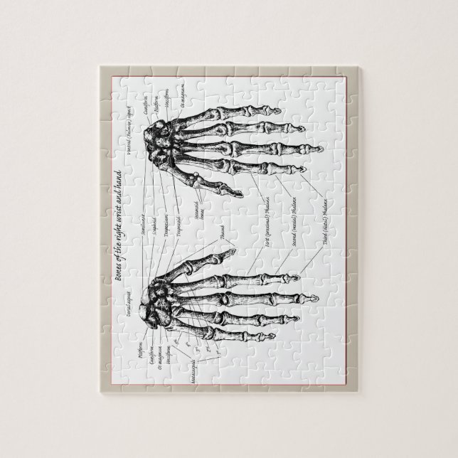 Puzzle Huesos de la mano humana (Vertical)