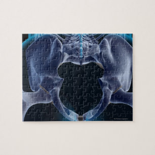 Puzzle Huesos de la pelvis