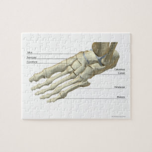 Puzzle Huesos de los pies 15