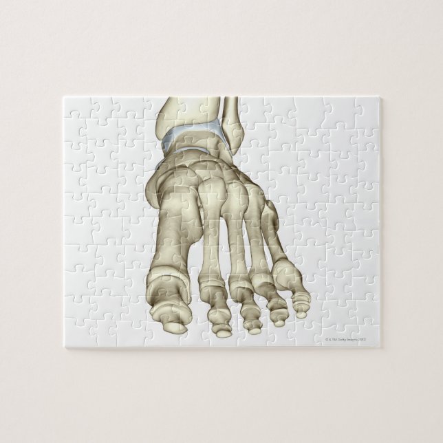 Puzzle Huesos de los pies 8 (Horizontal)