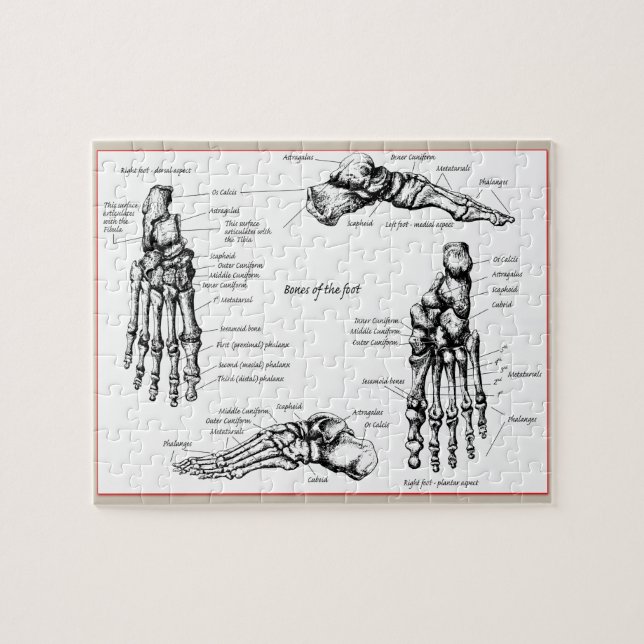 Puzzle Huesos del pie humano (Horizontal)