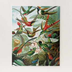 Puzzle Hummingbirds por Ernst Haeckel