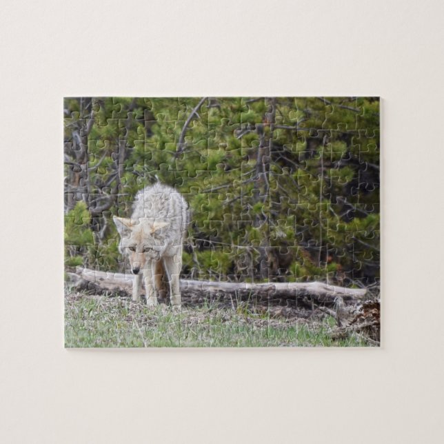 Puzzle Hungry Like a Wolf - Yellowstone - 8x10 - 110 pcs (Horizontal)