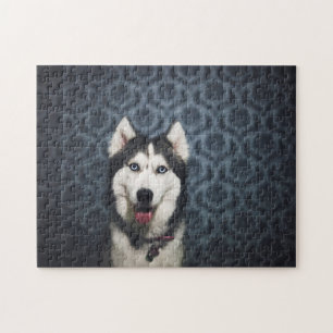 Puzzle Husky Puppy Posing with a Dark Bakground
