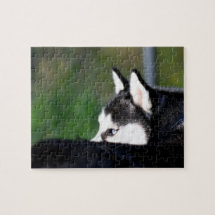 Puzzle Husky siberiano
