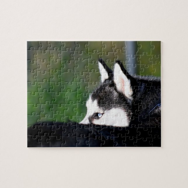 Puzzle Husky siberiano (Horizontal)